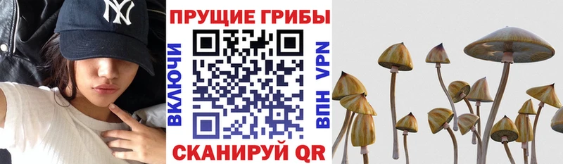 гидра ссылки  Бирск  Псилоцибиновые грибы мицелий 